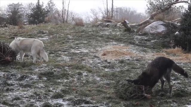 Detroit Zoo animals inspect, play with recycled holiday tree смотреть онлайн