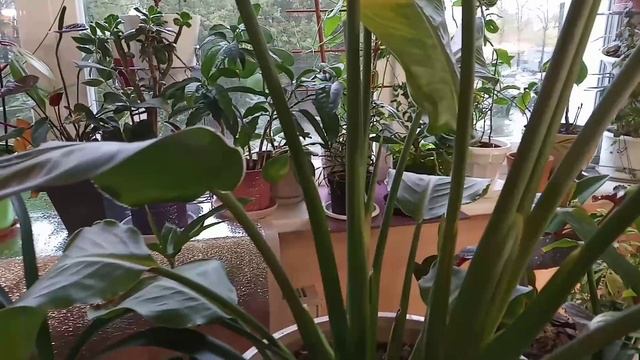 Новая сенсация? смотреть онлайн