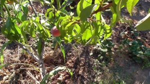 Персик "Золотой Юбилей"