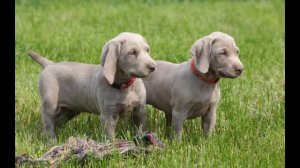 Веймаранер. Описание породы