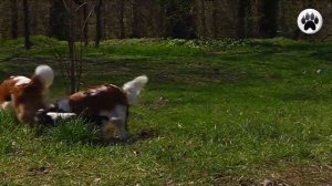 КАВАЛЕР КИНГ ЧАРЛЬЗ СПАНИЕЛЬ. Плюсы и минусы породы CAVALIER KING CHARLES SPANIEL