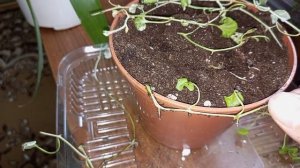 Как размножить дихондру серебристую черенками.