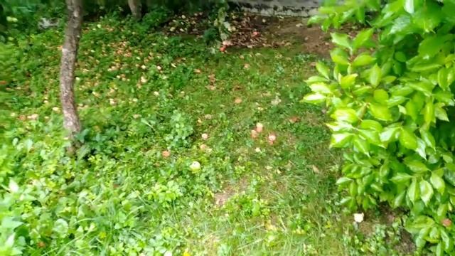 17.08.2021года Грибы по расписанию на моём участке в 12 км от Сергиевой Лавры смотреть онлайн