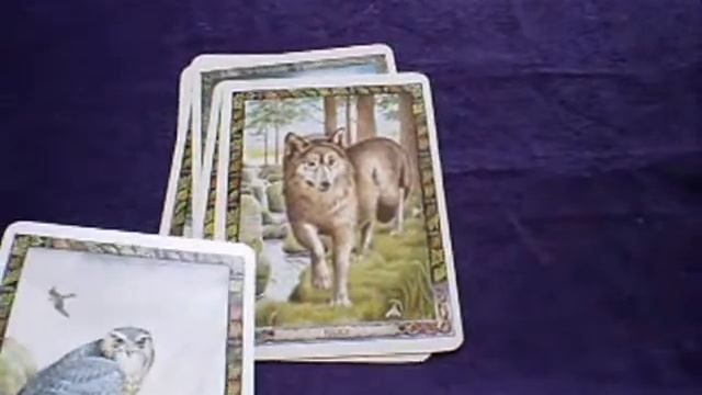 Druid Oracle Card review смотреть онлайн