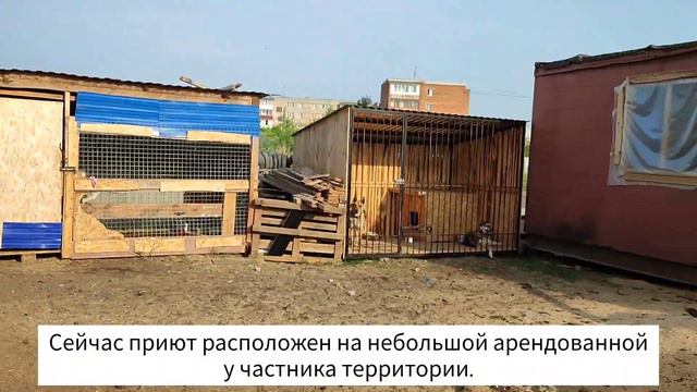 Обзор приюта для бездомных животных (г.Курган) смотреть онлайн
