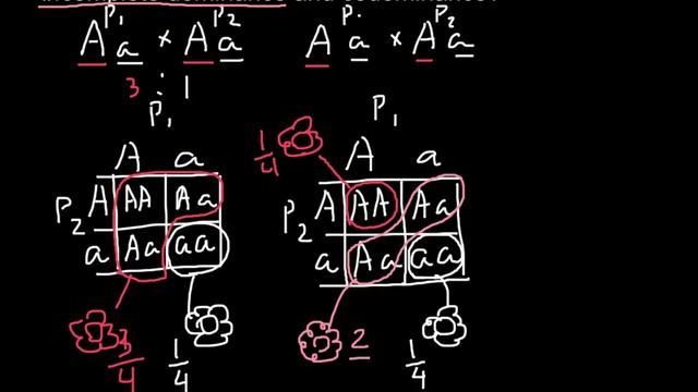 Complete, Incomplete Dominance and Codominance - difference explained смотреть онлайн