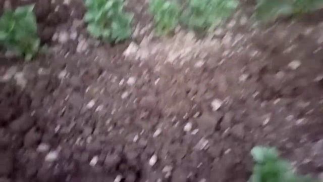 фрезы для рыхления междурядий картошки смотреть онлайн