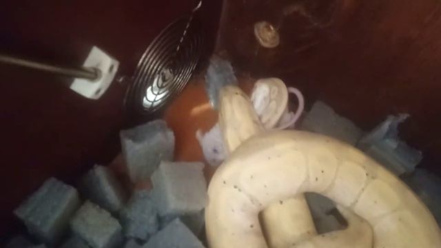 Скорость королевского питона просто шокирует. Ballpython Banana Black Pastel