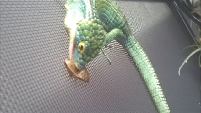 Feeding Green Dragons! (Abronia graminea) смотреть онлайн