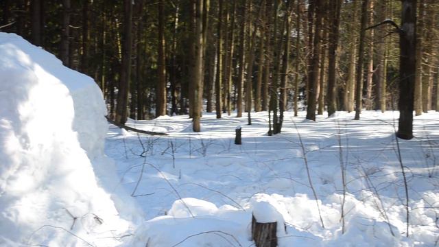 Снежная весна - прогулка по лесу в конце марта [Spring Snow in Moscow] смотреть онлайн