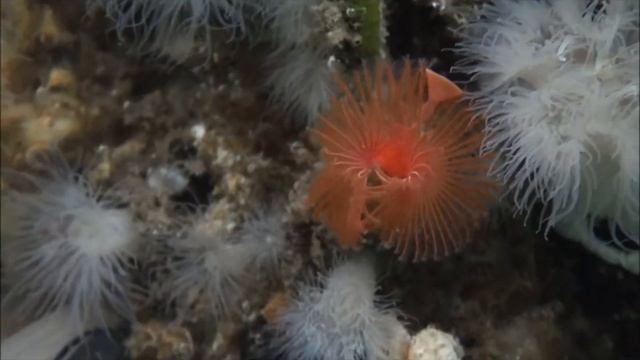 Serpula columbiana смотреть онлайн
