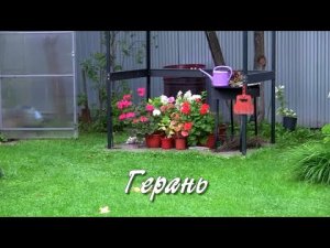 Герань.  Дачные картинки.