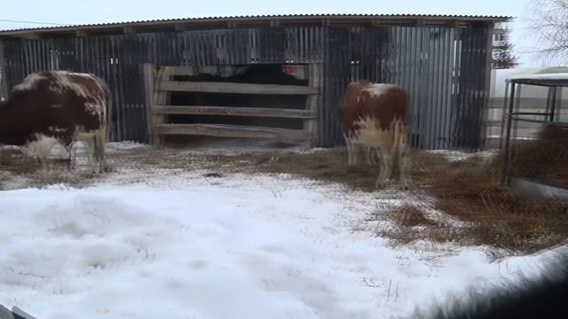 Вышли погулять . Немного обо всем . Огромный привет от друзей и от наших телят . Какими они стали . смотреть онлайн