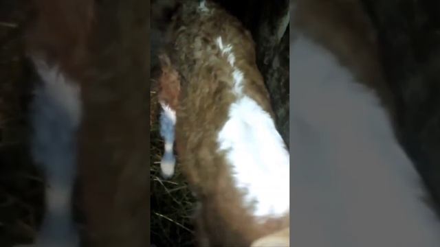 Купил теленка породы казахская белоголовая смотреть онлайн