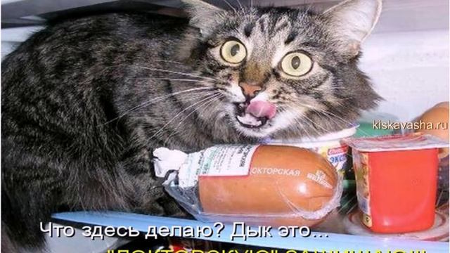 Новогодние супер приколы. Фото шоу от http://kiskavasha.ru смотреть онлайн