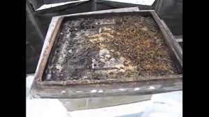 лучший вариант зимовки пчел на воле в Подмосковье