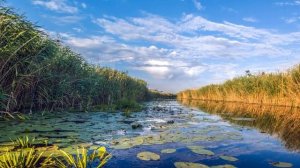 Диктант 6 класс 4 четверть «Летним утром»