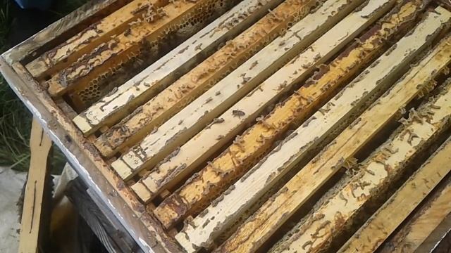 Что в гнёздах на Кубах смотреть онлайн