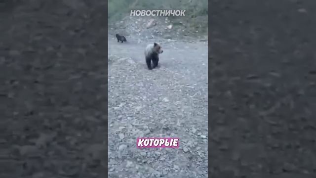 Бродячие собаки спасли от медведя щенков! | Новостничок смотреть онлайн