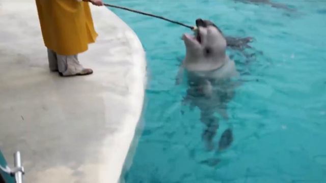 Свободу морским млекопитающим! смотреть онлайн