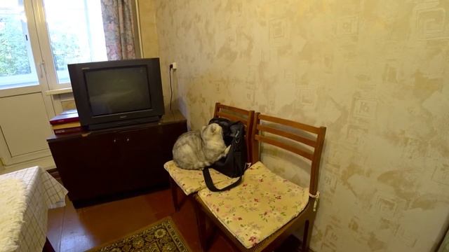 Влог. Кот, который лезет в сумку) Прикол! #кот #влог #cat смотреть онлайн