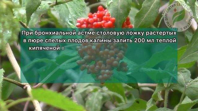 Ел КАЛИНУ одну НЕДЕЛЮ и ВОТ что ПРОИЗОШЛО! Неужели она так ОПАСНА для Организма смотреть онлайн