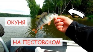 Окуни на Пестовском водохранилище в августе