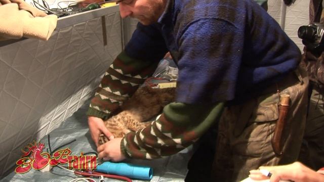 Изучение дальневосточного кота смотреть онлайн