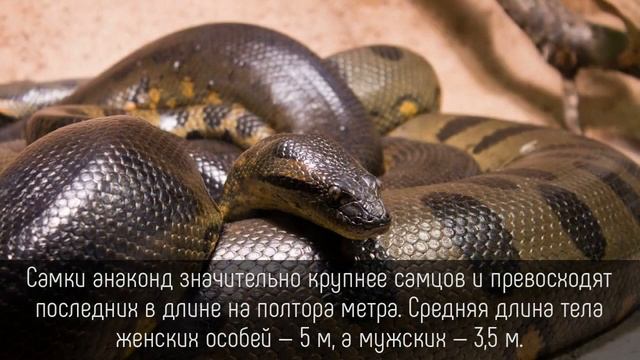 ⭐️ 5 УСТРАШАЮЩИХ фактов об АНАКОНДАХ смотреть онлайн