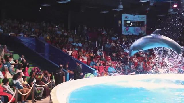 dubai dolphin show смотреть онлайн