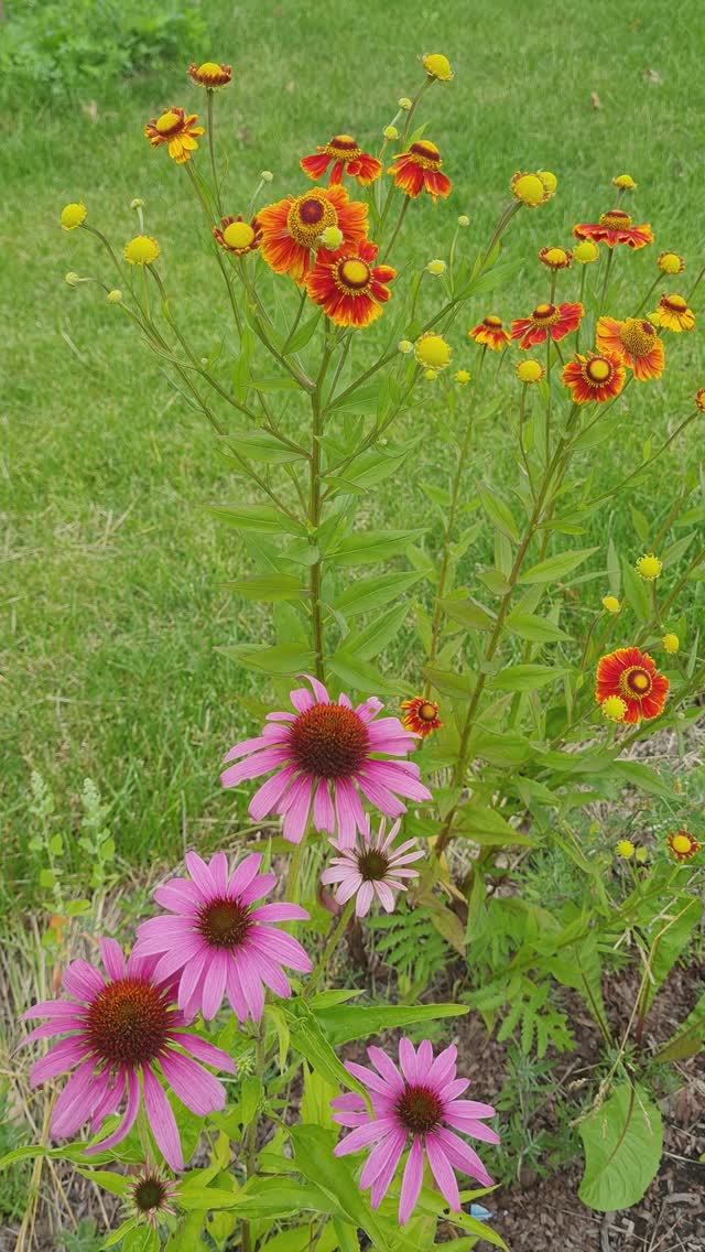 Эхинацея и Гелениум