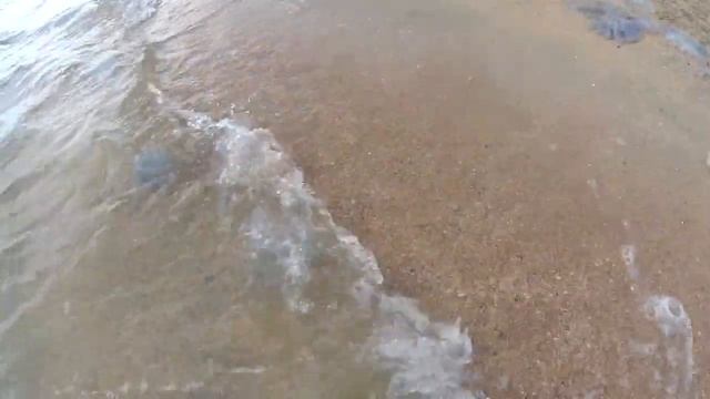 Медузы в Азовском Море возле Голубицкой смотреть онлайн