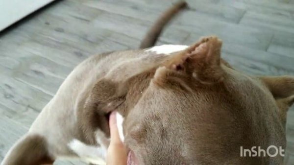 В большой семье.... Американский Булли