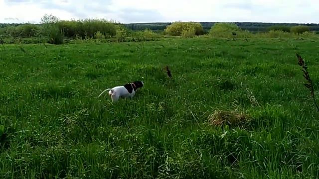 Работа легавой в поле смотреть онлайн