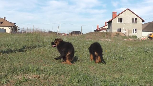 ЩЕНКИ Длинношерстной Немецкой Овчарки от Юты и Дакара 2.5 мес. Одесса. смотреть онлайн