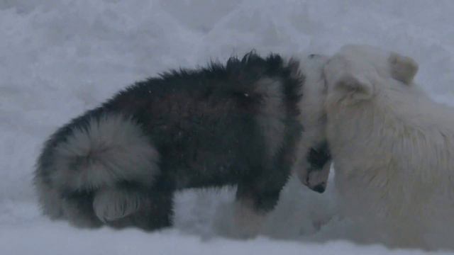Yakutian laika Dana and Romashka having fun in the snow - Almazy Anabara kennel смотреть онлайн