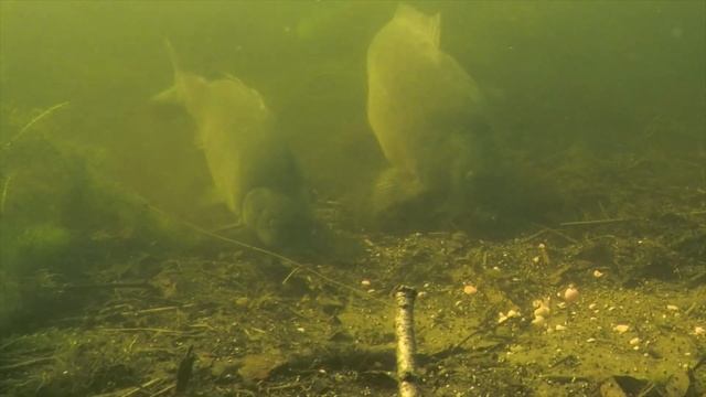 Карпфишинг под водой| подводная съемка карпа весной смотреть онлайн