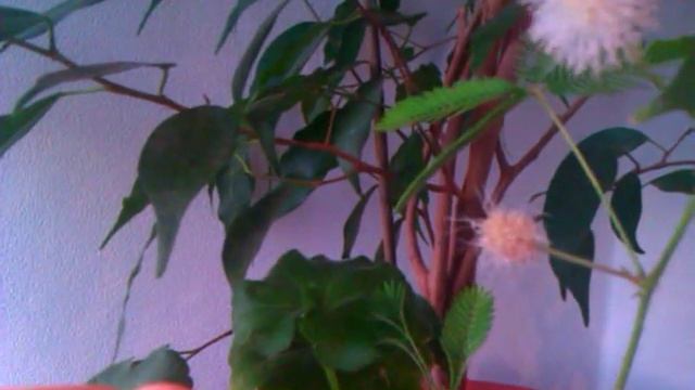 Мимоза стыдливая (Mimosa Pudica)