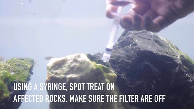 HOW I CLEAN THIS TANK WITH FULL OF ALGAE смотреть онлайн