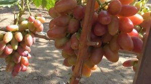 НОВИНКИ!!! ГФ Винограда КВАЗАР и АВТОГРАФ КАЛУГИНА.( Калугин В.М.). 25.08.2023г.