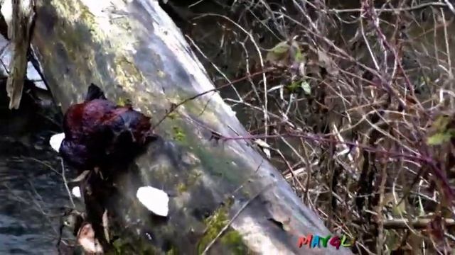 Зимние Опята, Фламмулины у Лесной Речки и Неизвестные Грибы на Бревне смотреть онлайн