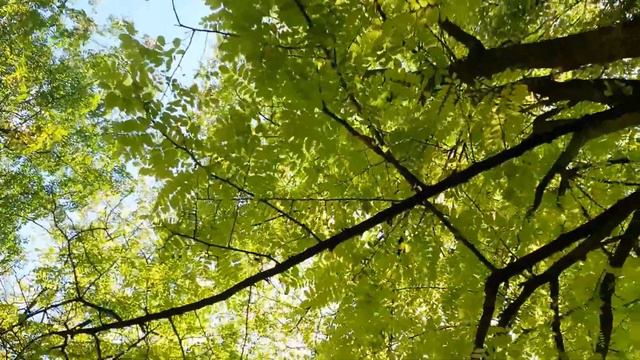 Cады и парки парижских пригородов. Прогулка по улице Ламарка в Нейи Плезанс (93)FIN смотреть онлайн