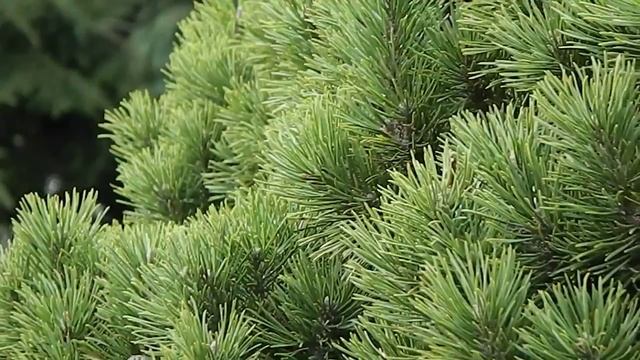 Pinus mugo Gnom смотреть онлайн