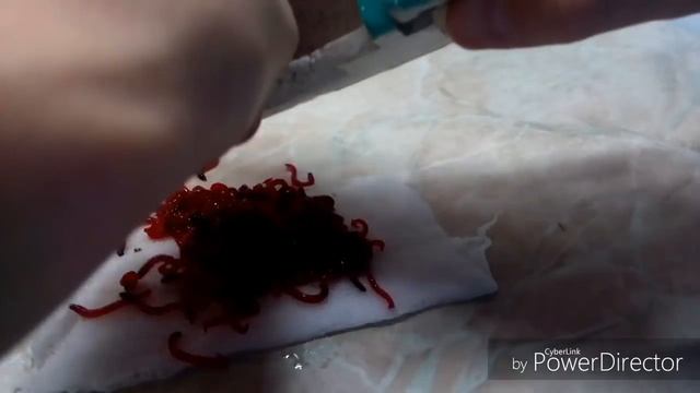 Как правильно хранить мотыля в домашних условиях смотреть онлайн