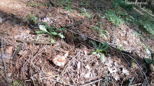 Поляны ЦАРСКИХ РЫЖИКОВ в сосновом лесу!!! Грибник просто в шоке !! смотреть онлайн