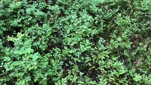 Утро&черника - выход из СГ