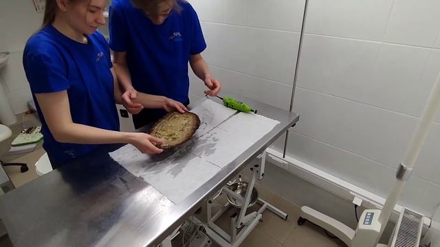 Режу коралл LPS на фраги смотреть онлайн