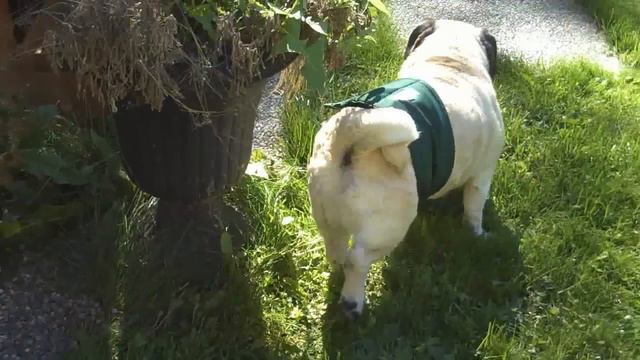 The Ultimate Dog Belly Band Test смотреть онлайн