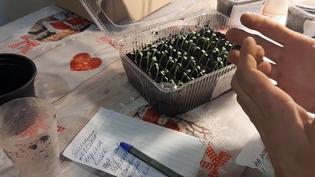 ГАЗАНИЯ ВЗОШЛА ЩЕТКОЙ что дальше ВАЖНЫЕ МОМЕНТЫ УХОДА ЗА ГАЦАНИЕЙ смотреть онлайн