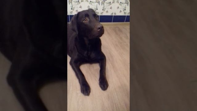 Лабрадор шоколадный. Любимица. смотреть онлайн